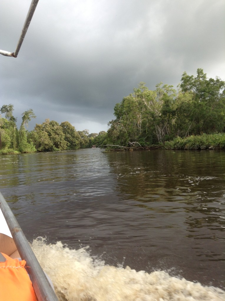 超像在熱帶雨林，很COOL!