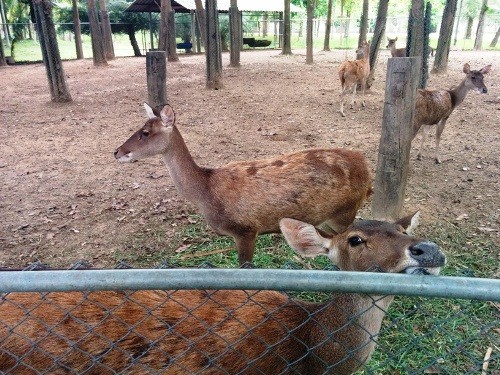 清邁動物園酒店