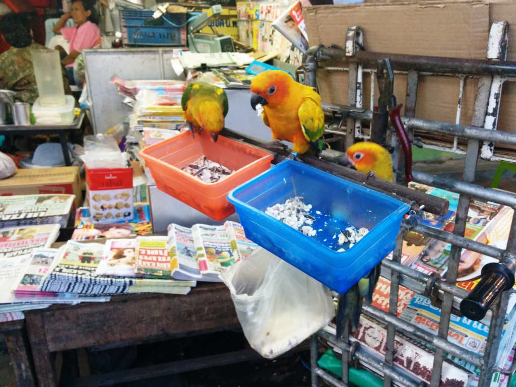 路過看到的可愛鸚鵡