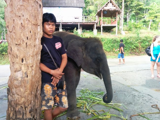 正在狂吃的小象