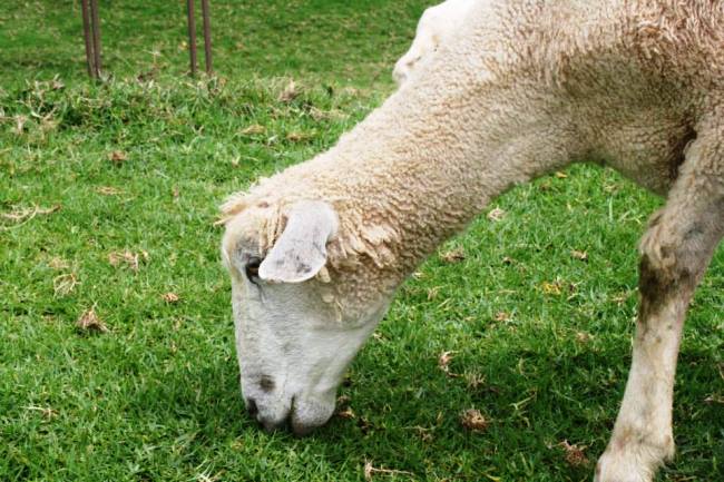 台灣清境自由行攻略第二天