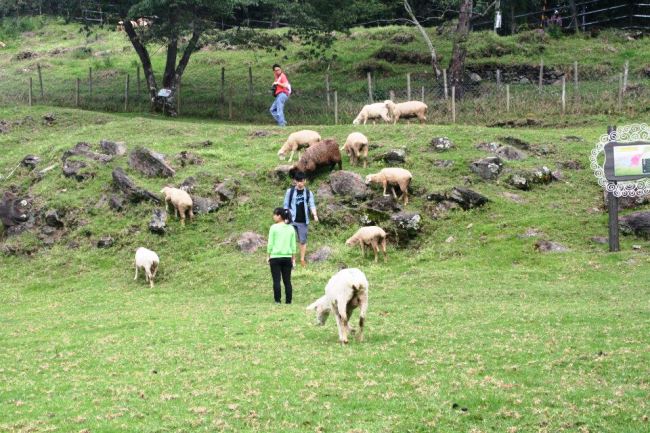 整個山坡都是羊