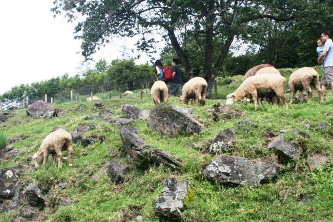 清境農場內可以投幣買飼料