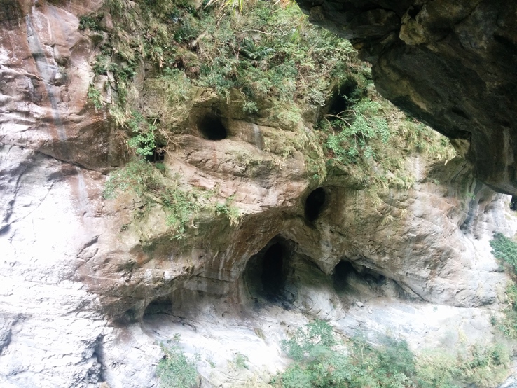 燕子便來這築巢