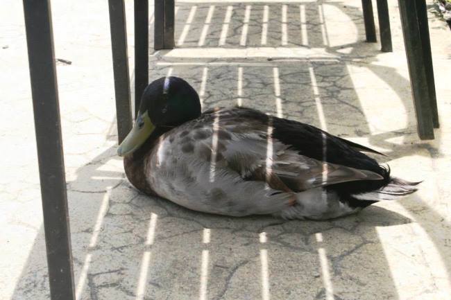 遊手好閒的清境鴨