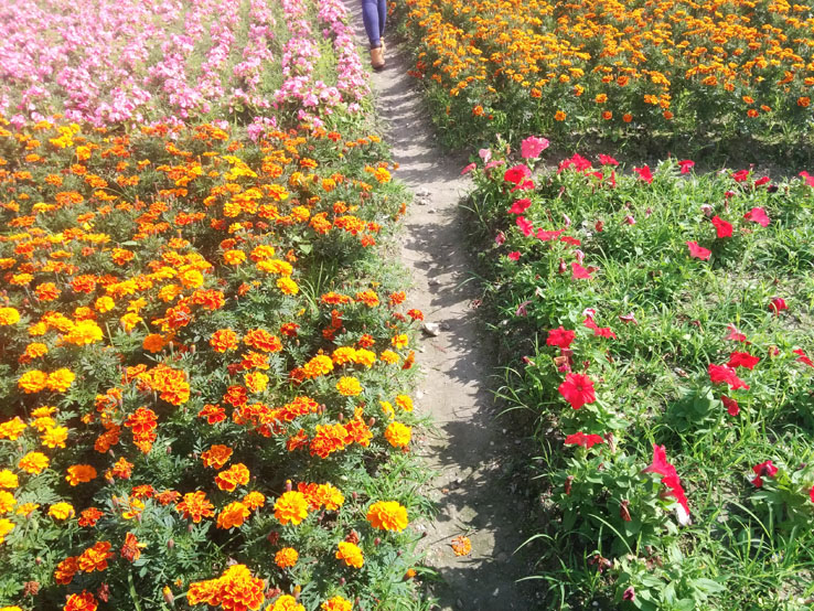 漫步花田中