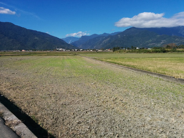 說好的油菜花呢