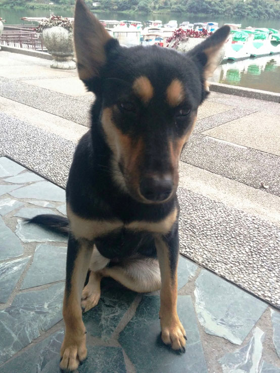 完全不怕人的小狗