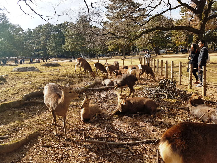 被圍欄圍著的鹿