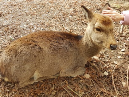 奈良公園半日遊