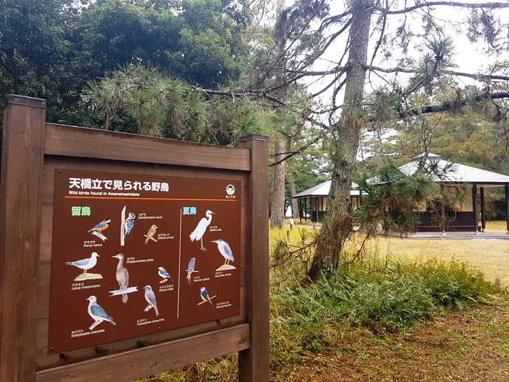 天橋立的鳥